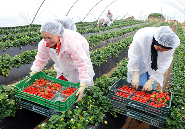 Récolte de fraises sous serre