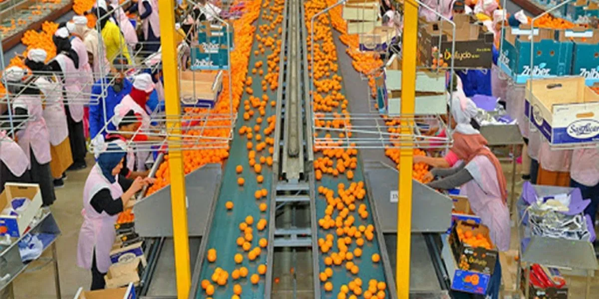 Ligne de conditionnement de produits agricoles